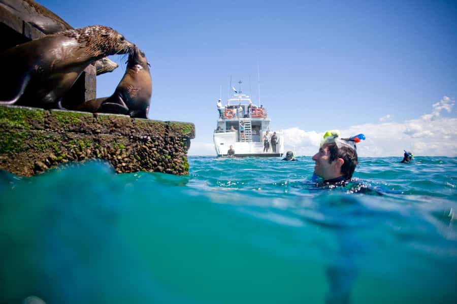 Sorrento: Seal and Sea Dragons 2-Hour Snorkel Experience - Booking, cancellation, and timing tips