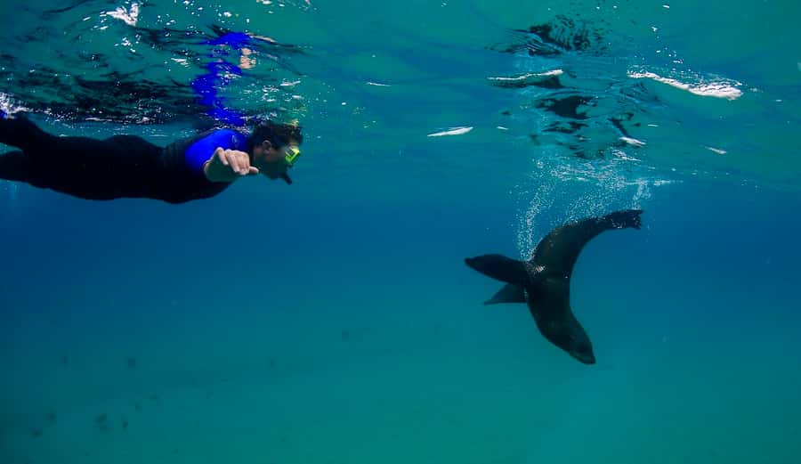 Sorrento: Seal and Sea Dragons 2-Hour Snorkel Experience - Snorkeling with Australian fur seals