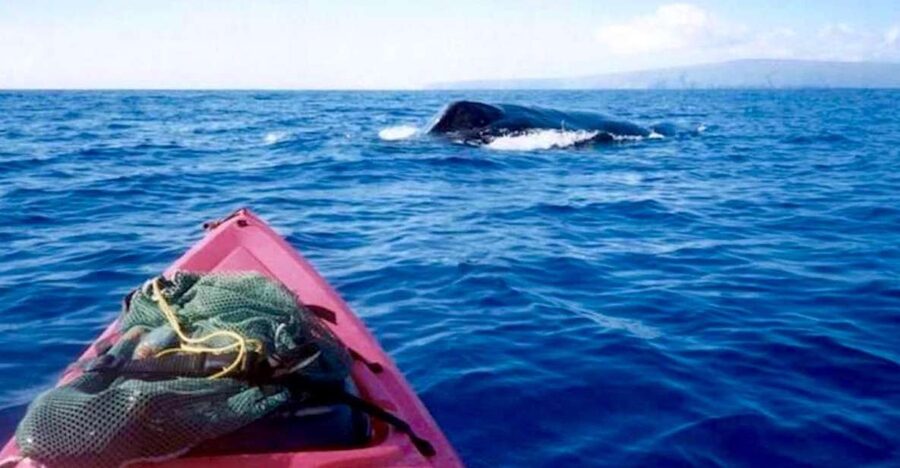 South Maui: Whale Watch Kayaking and Snorkel Tour in Kihei - From Makena Landing to the open Pacific