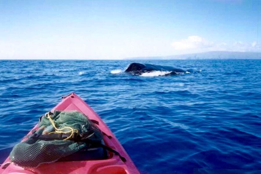 South Maui: Whale Watch Kayaking and Snorkel Tour in Kihei - What the whale search feels like