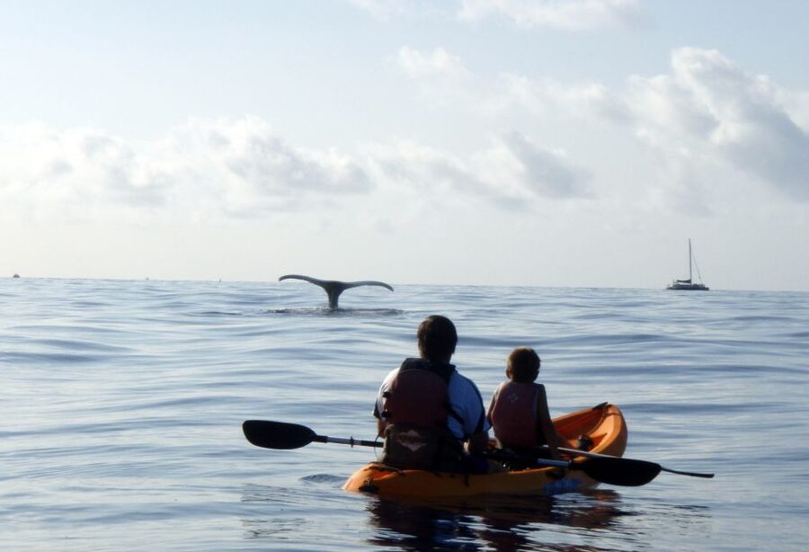 South Maui: Whale Watch Kayaking and Snorkel Tour in Kihei - What your guide adds to the day