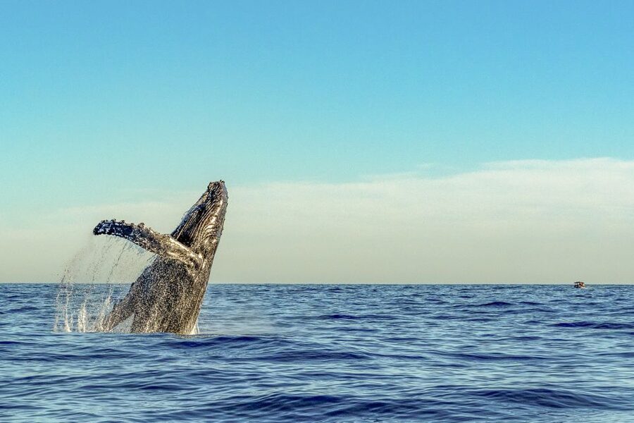 South Maui: Whale Watch Kayaking and Snorkel Tour in Kihei - Who should book this South Maui tour?