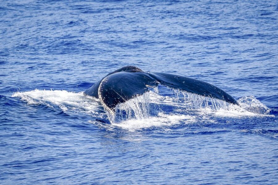 South Maui: Whale Watch Kayaking and Snorkel Tour in Kihei - Cancellation and planning details