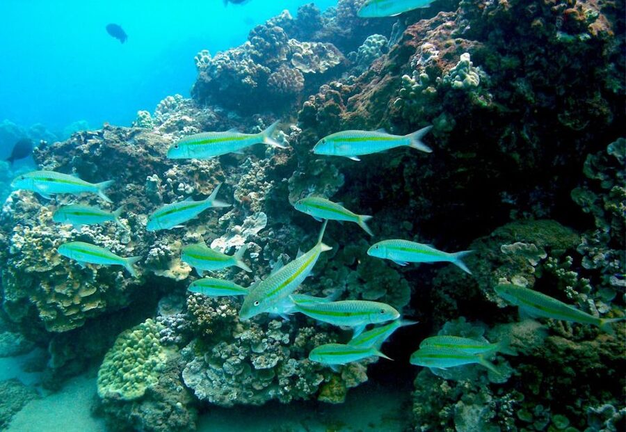 South Maui: Whale Watch Kayaking and Snorkel Tour in Kihei - Should you book it?