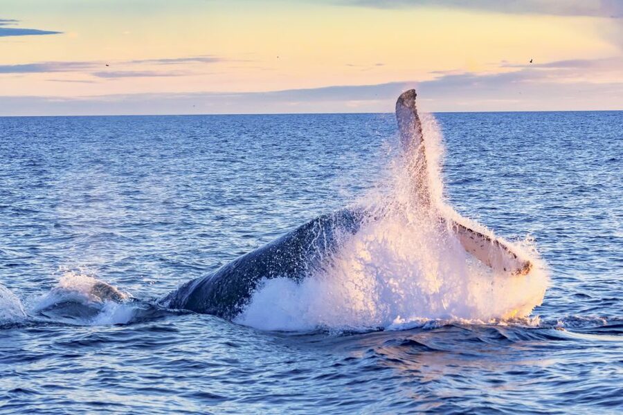 South Maui: Whale Watch Kayaking and Snorkel Tour in Kihei - The reef and snorkeling stop