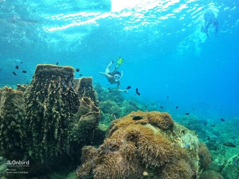 South Phu Quoc: Pro Snorkeling Tour by Speedboat - Why this South Phu Quoc tour feels different
