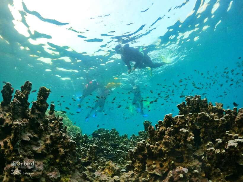 South Phu Quoc: Pro Snorkeling Tour by Speedboat - What you see at the two coral sites