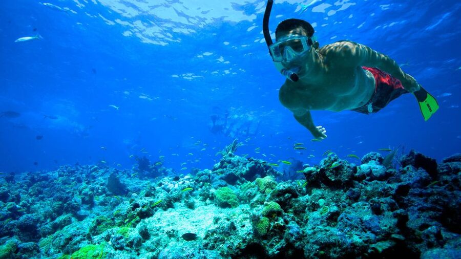 South Tenerife: Guided Snorkeling - A close look at Tenerife’s Atlantic sea life