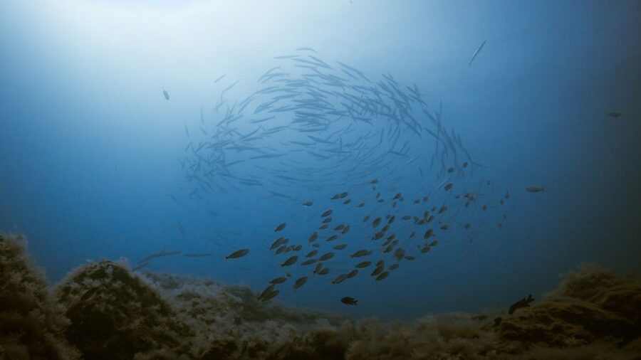 South Tenerife: Guided Snorkeling - A practical plan for the day