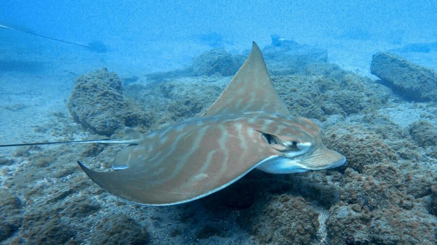 South Tenerife: Guided Snorkeling - From hotel pickup to the snorkeling center