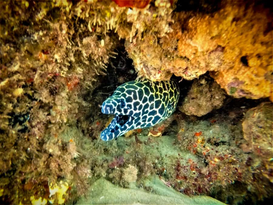 St. Lucia: Cape Vidal Snorkeling Adventure - Cape Vidal’s underwater world
