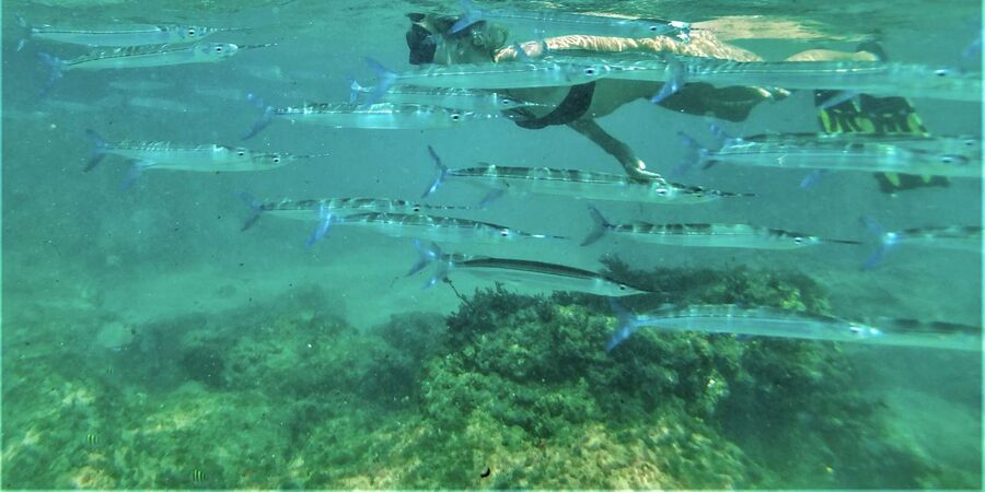 St. Lucia: Cape Vidal Snorkeling Adventure - Timing depends on low tide
