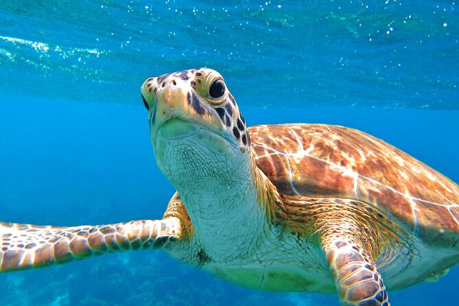 St Thomas Mangrove Lagoon Kayak and Snorkel Tour in the US Virgin Islands - What you might see beneath the kayaks