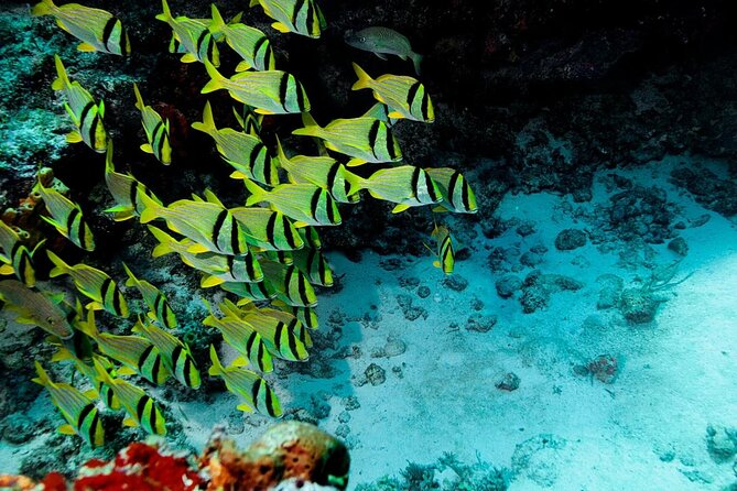 Starfish, Stingrays and the Turtle Sanctuary Snorkel Tour - Quick points before you book