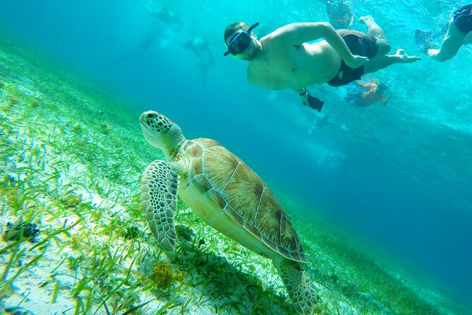 Starfish, Stingrays and the Turtle Sanctuary Snorkel Tour - Leaving Marina Cozumel ASIPONA