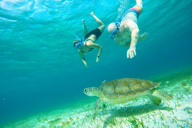 Starfish, Stingrays and the Turtle Sanctuary Snorkel Tour - El Cielo and its starfish in clear shallow water