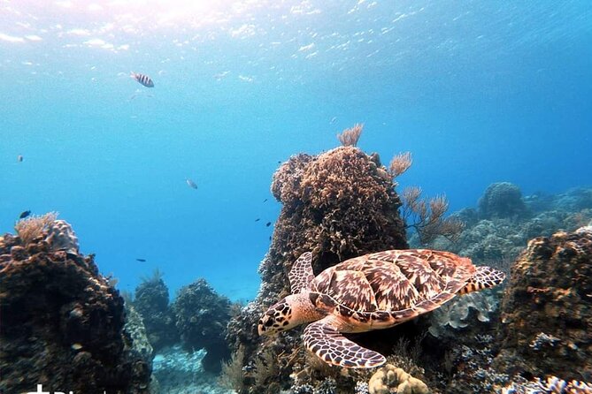 Starfish, Stingrays and the Turtle Sanctuary Snorkel Tour - The turtle question needs a clear answer
