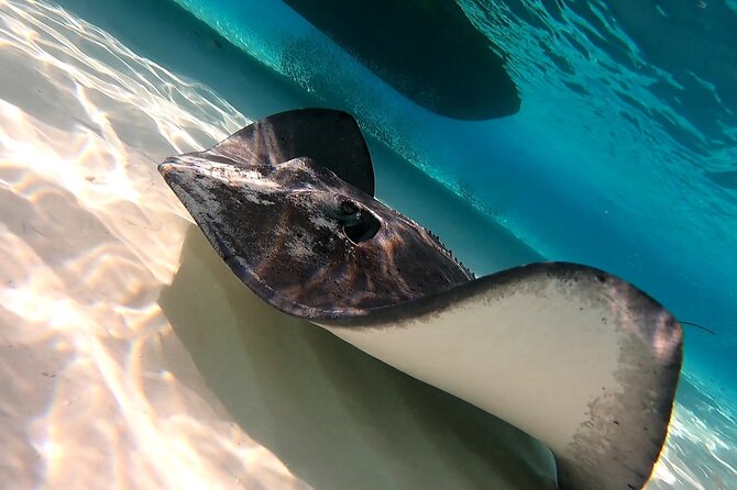 Starfish, Stingrays and the Turtle Sanctuary Snorkel Tour - Guides, safety, and the feel of the group