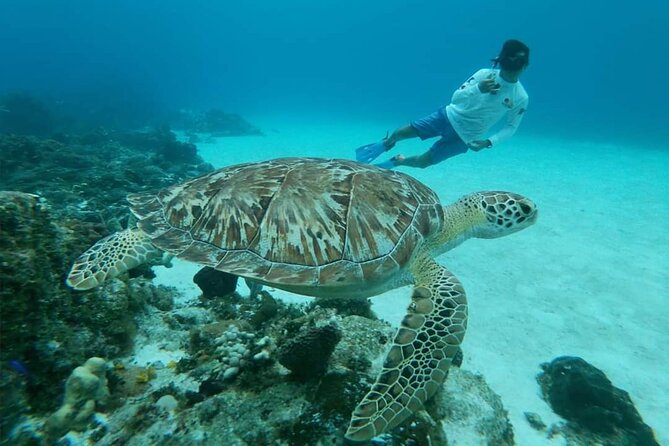 Starfish, Stingrays and the Turtle Sanctuary Snorkel Tour - Food, drinks, and the real value of $59