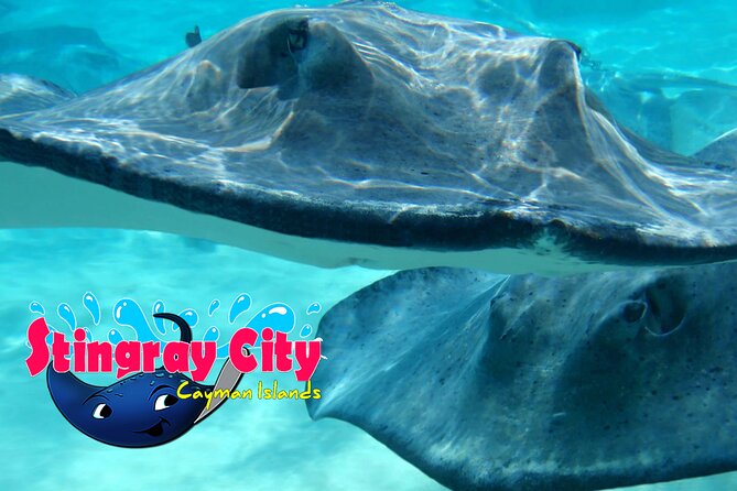Stingray City and Starfish Experience with Coral Reef Snorkeling - A sheltered boat and useful basics