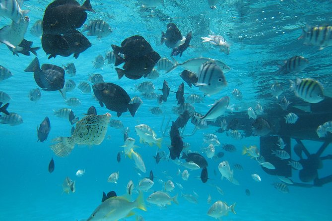 Stingray City Experience Plus One Snorkeling Stop - Why Stingray City is the star of the trip