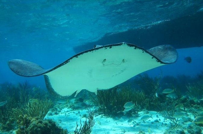 Stingray City Experience Plus One Snorkeling Stop - What the $75 price really covers