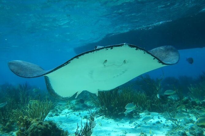 Stingray City Experience Plus One Snorkeling Stop - Pickup details for hotels and cruise ships