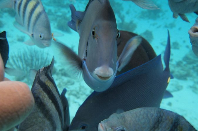 Stingray City Experience Plus Two Snorkeling Stops on Grand Cayman - Is $80 a good value?