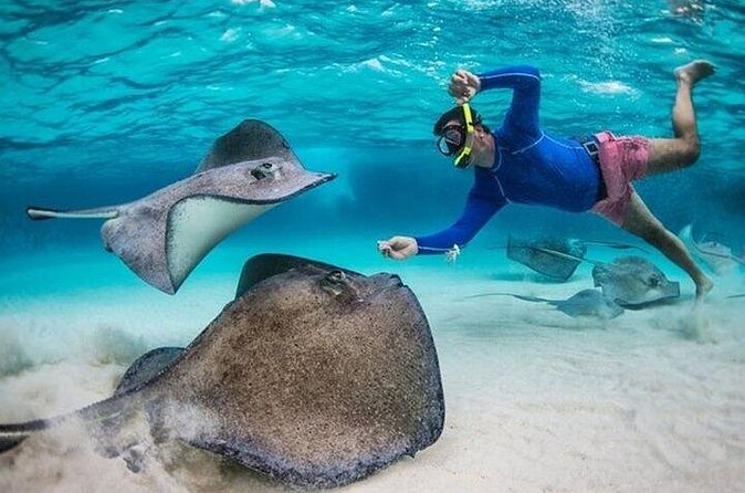 Stingray City Sandbar, Coral Gardens Snorkeling & Star Fish Point - Is $65 a fair price?