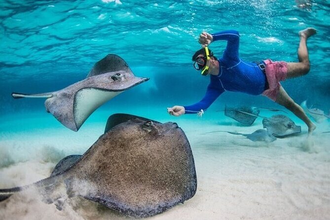 Stingray City Sandbar, Coral Gardens Snorkeling & Star Fish Point - Coral Gardens: a useful first look below the surface