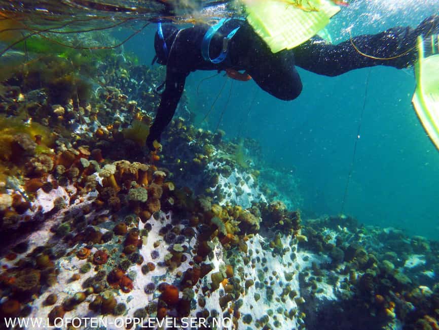 Summer Snorkeling with Grey Seals - Key points to know before you book
