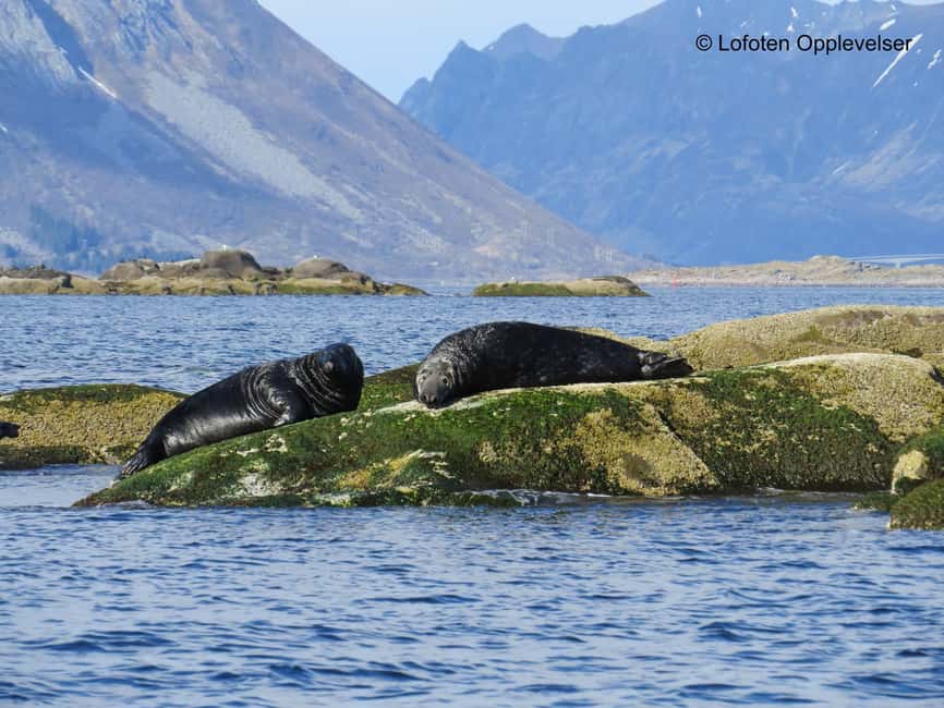 Summer Snorkeling with Grey Seals - What this Arctic snorkeling trip is really about