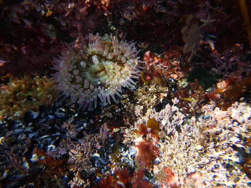 Summer Snorkeling with Grey Seals - Ninety minutes among kelp and Arctic sea life