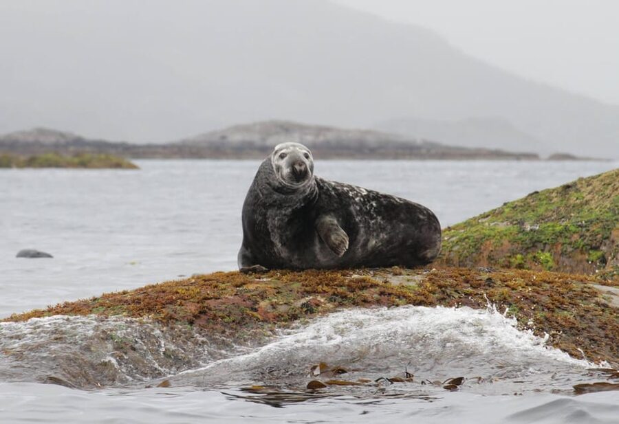 Summer Snorkeling with Grey Seals - Should you book Summer Snorkeling with Grey Seals?