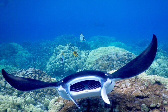 Sunset and Manta Ray Snorkel Adventure - Reaching Manta Ray Village after dark