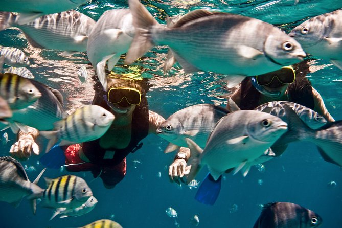 Sunset Catamaran and Snorkeling Cruise At Carlisle Bay - Snorkeling Over a Shallow Shipwreck