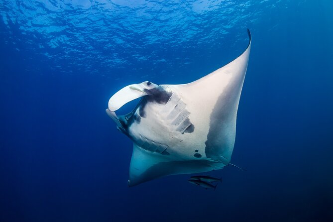 Sunset Cruise & Manta Night Snorkeling Charter - Key points to know before booking
