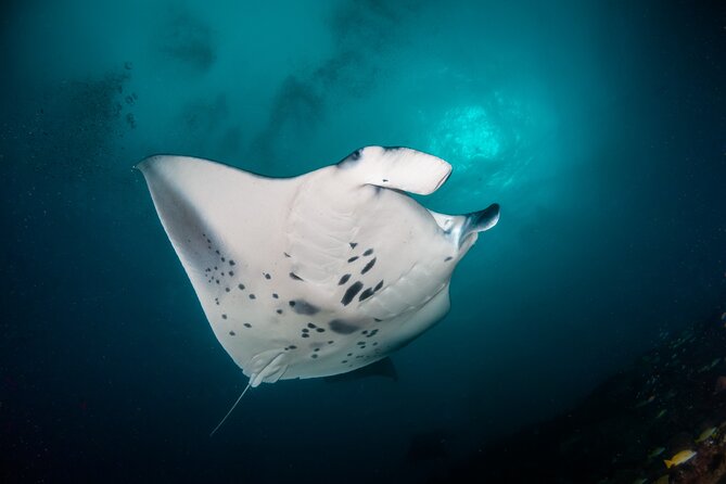 Sunset Cruise & Manta Night Snorkeling Charter - How the manta snorkeling works