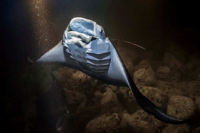 Sunset Cruise & Manta Night Snorkeling Charter - What you learn about the marine life