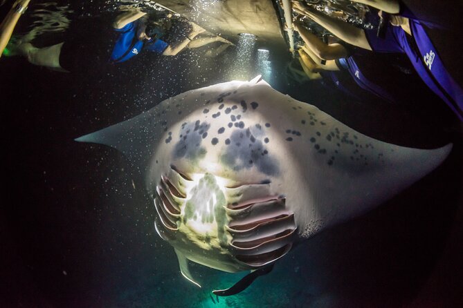 Sunset Cruise & Manta Night Snorkeling Charter - What is included, and what you need to plan