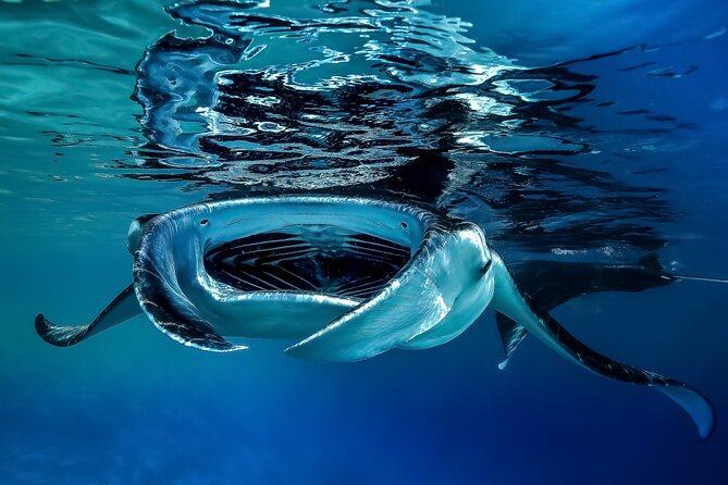 Sunset Cruise & Manta Night Snorkeling Charter - Who will get the most from this trip