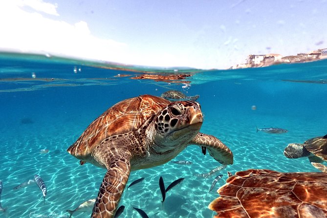 Swim and Snorkel with Sea Turtles - A shore entry to Curaçao’s sea turtles