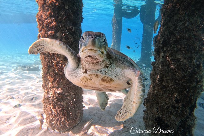 Swim and Snorkel with Sea Turtles - The first beach stop sets the pace