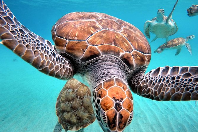 Swim and Snorkel with Sea Turtles - What the turtle swim is really like