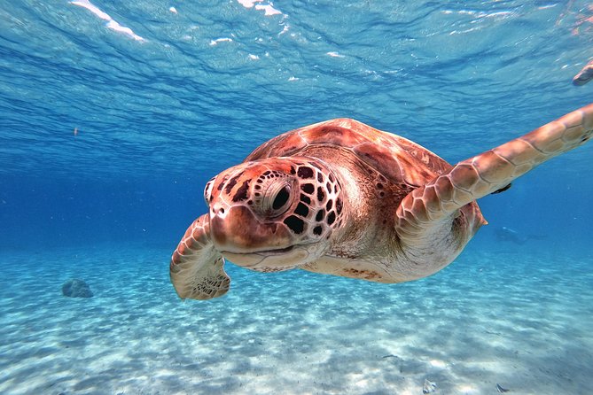 Swim and Snorkel with Sea Turtles - The free photos add real value