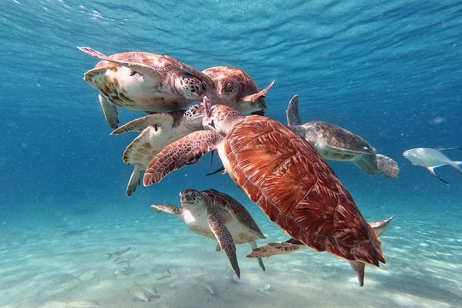 Swim and Snorkel with Sea Turtles - Is $99 a fair price?