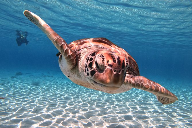 Swim and Snorkel with Sea Turtles - Who should book this outing?