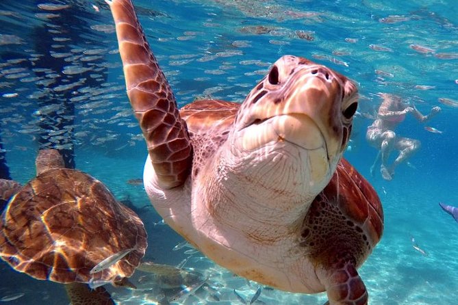 Swim and Snorkel with Sea Turtles - Practical details before you go
