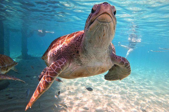 Swim and Snorkel with Sea Turtles - Flamingos, photo stops, and a little extra Curaçao