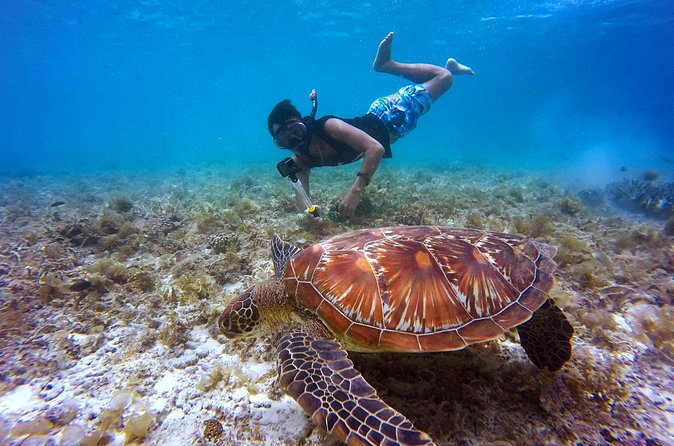Swim & Reef Snorkeling Bonaire - Jellyfish, Wind, and Other Practical Concerns